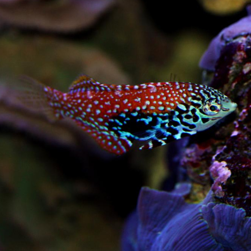 Macropharyngodon bipartitus*  femelle: 4-7 cm